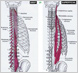 Myofascial mimicry of nerve root, facet & visceral pain in lower back and pain diagnosis